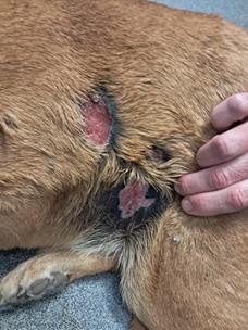 Burndog1-99028a045101453c